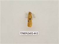 藏品(藍緣苔蛾)的圖片